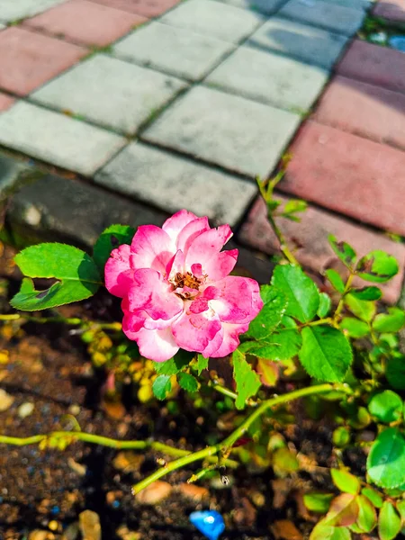 Rózsa Virágok Virágoznak Parkban — Stock Fotó