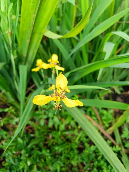 Yellow Walking Iris Flower Blossom — Stock Photo, Image