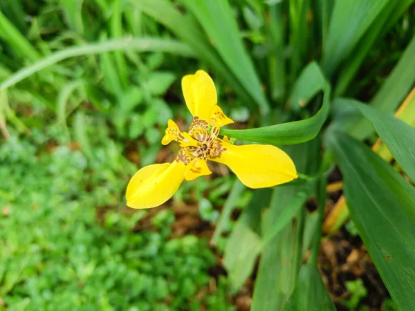 Цветок Радужной Оболочки Желтого Цвета — стоковое фото