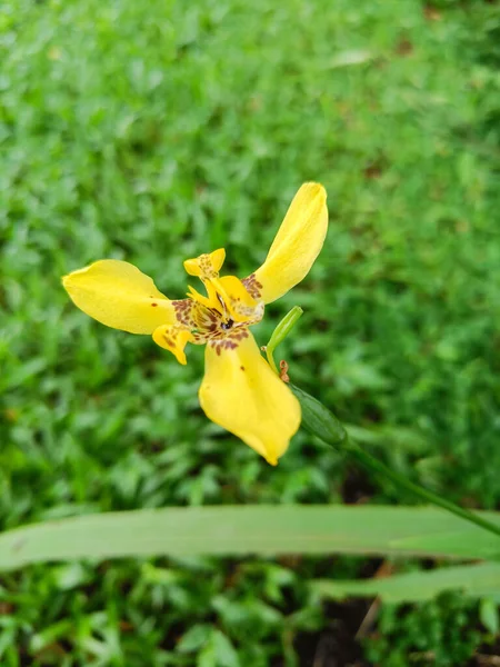 Żółty Chodzący Kwiat Tęczówki — Zdjęcie stockowe