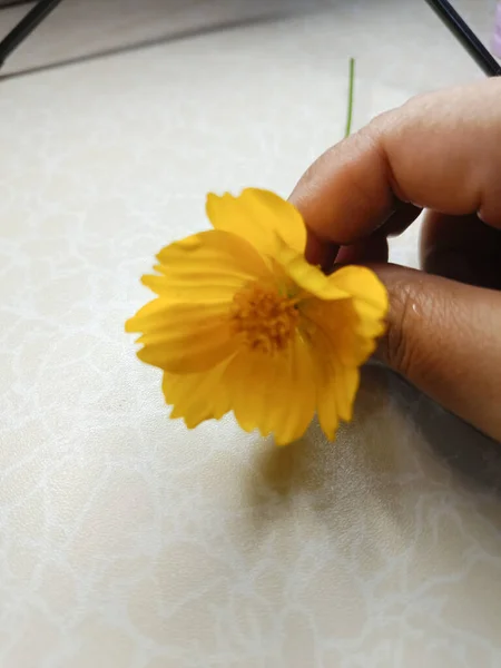 Hand holding yellow flower on the white background