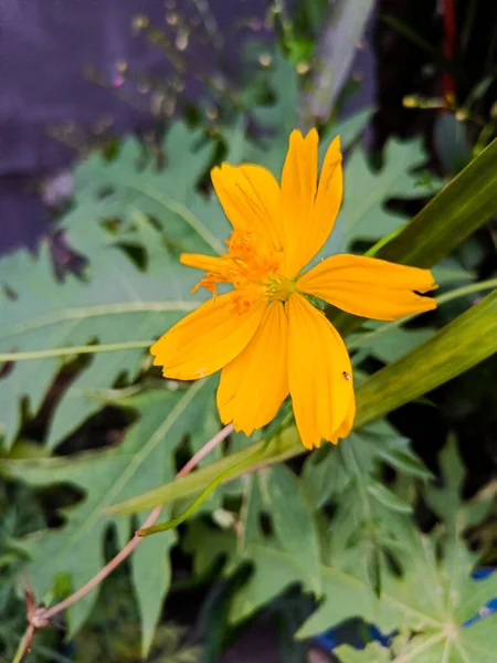 Цветок Желтого Фосфора — стоковое фото