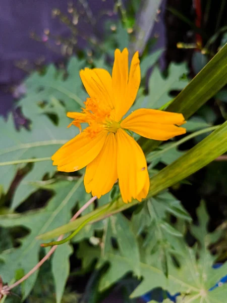 Розквіт Квітки Жовтої Фосфору — стокове фото