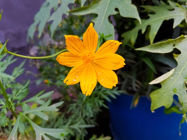 黄磷花 — 图库照片