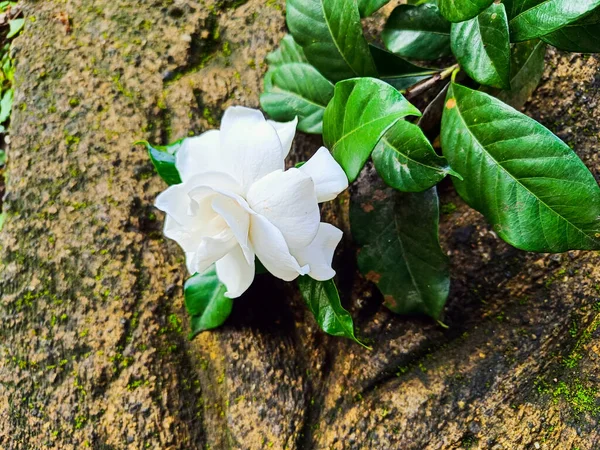 Isolated white gardenia flower on the brick