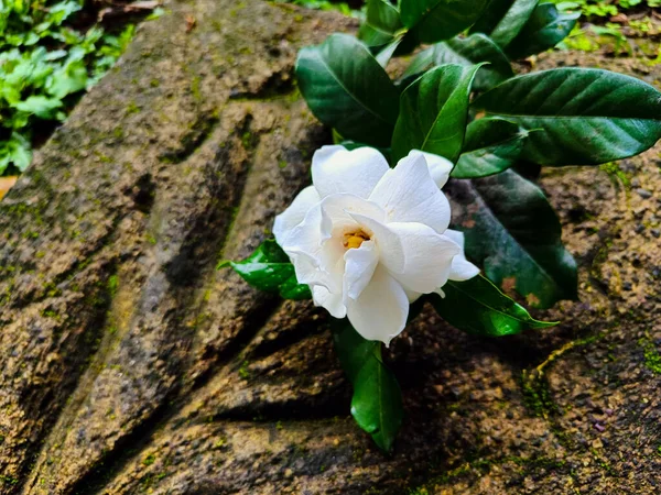 Isolated white gardenia flower on the brick