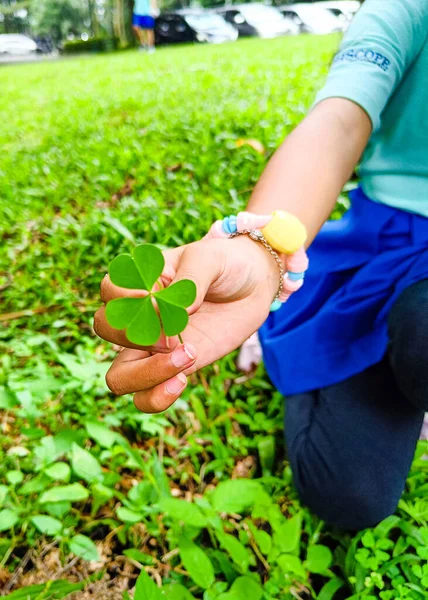 Hand holding four leaf clovers. Green grass in the background