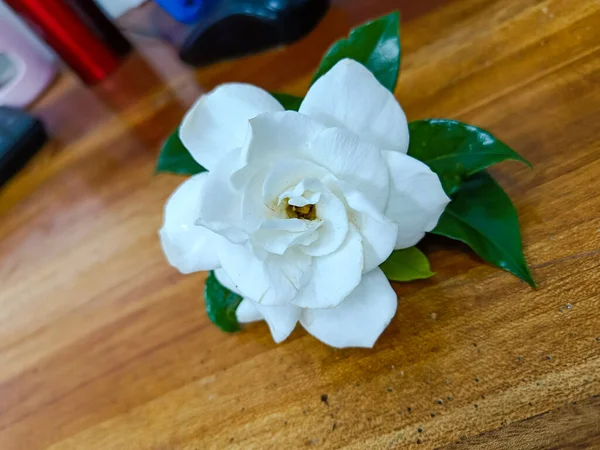 Isolated white gardenia flower