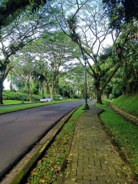 The empty road with trees in each side. peaceful and calm
