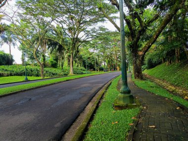 The empty road with trees in each side. peaceful and calm
