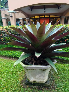 Alcantarea imperialis plant growing in the pot.