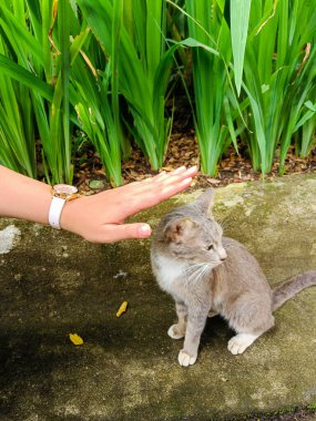Cute grey cat in the garden