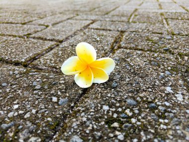 A single yellow Frangipani or plumeria flower on the ground