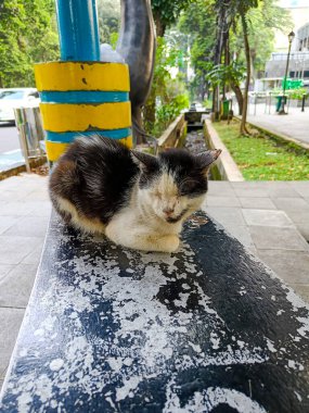 Little black and white cat sitting on the bench.