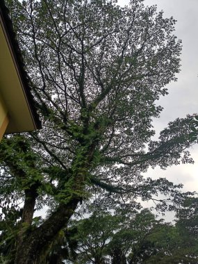 Beautiful trees silhouette with sky panorama