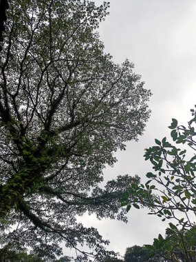 Beautiful trees silhouette with sky panorama