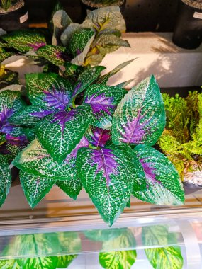 Beautiful artificial flowers and plants in the pots for indoor decoration