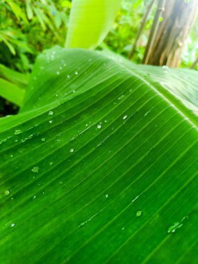 Drop of water on the banana leaf.