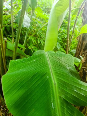 Drop of water on the banana leaf.