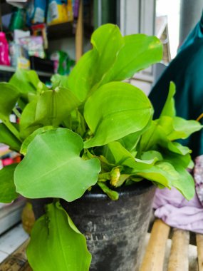 a bunch of Limnocharis flava in the bucker