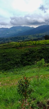 Beautiful nature panorama. Trees and blue clear sky