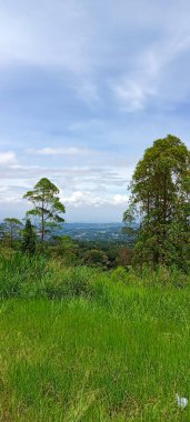 Beautiful nature panorama. Trees and blue clear sky