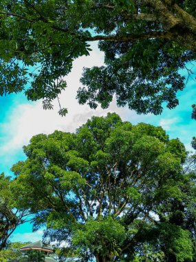 Beautiful nature panorama. Trees and blue clear sky