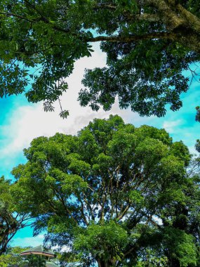 Beautiful nature panorama. Trees and blue clear sky