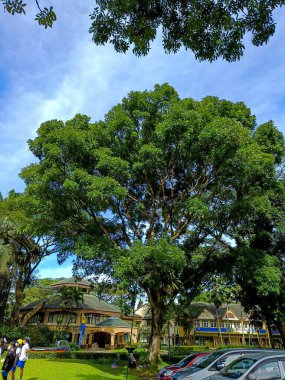 Beautiful nature panorama. Trees and blue clear sky