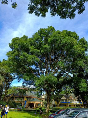 The trees and sky panorama.