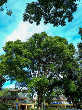 Beautiful nature panorama. Trees and blue clear sky