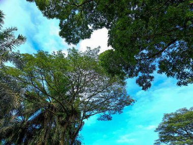 Beautiful nature panorama. Trees and blue clear sky