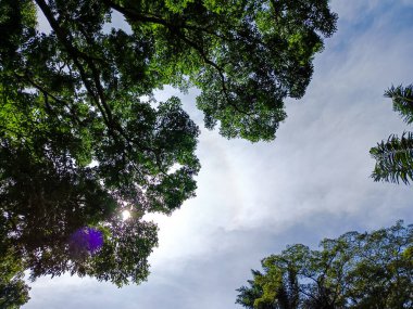 Beautiful nature panorama. Trees and blue clear sky