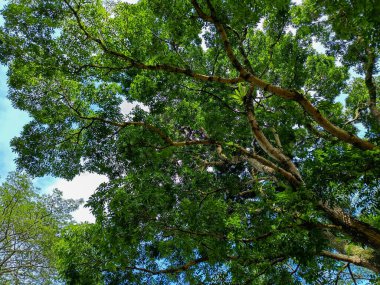 Beautiful nature panorama. Trees and blue clear sky