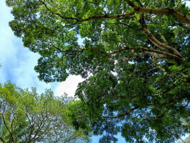 Beautiful nature panorama. Trees and blue clear sky