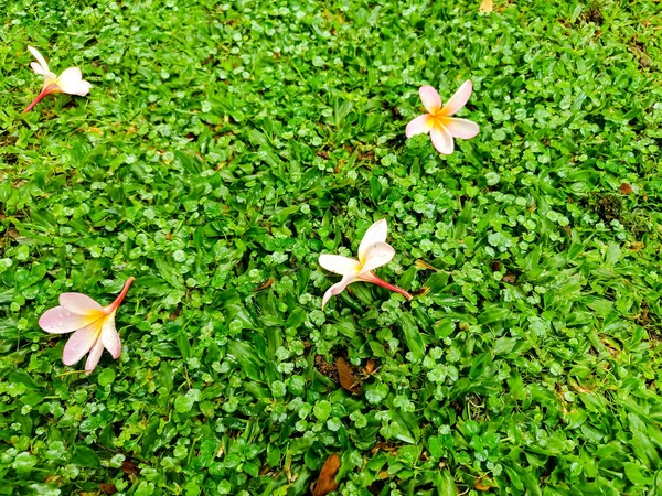 The pink plumeria flower laying on the green grass.