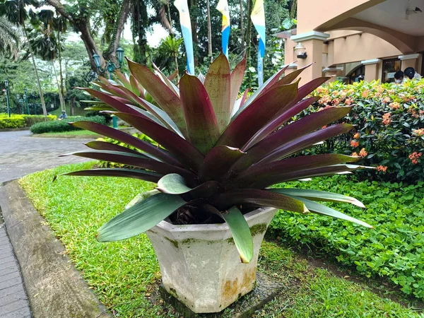 Alcantarea imperialis plant growing in the pot.