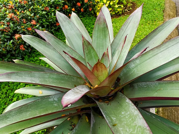 Alcantarea imperialis plant growing in the pot.