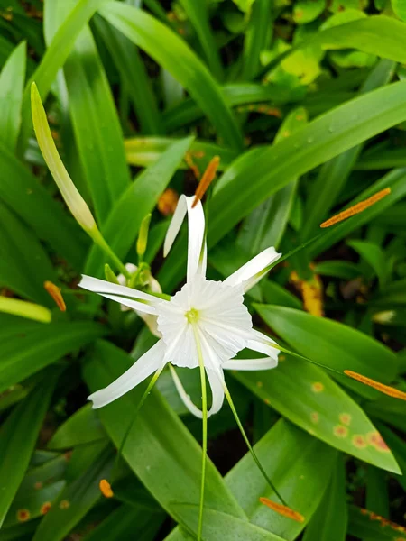 White spider lily flower in the garden