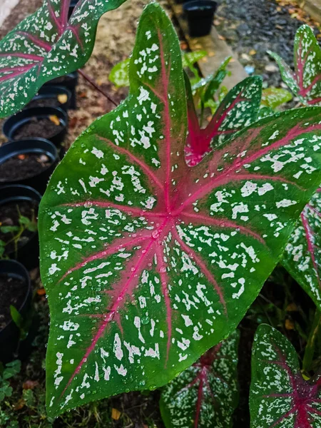Bicolour Caladium Hortulanum growing in the pot.