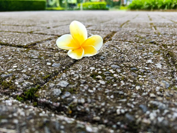 A single yellow Frangipani or plumeria flower on the ground