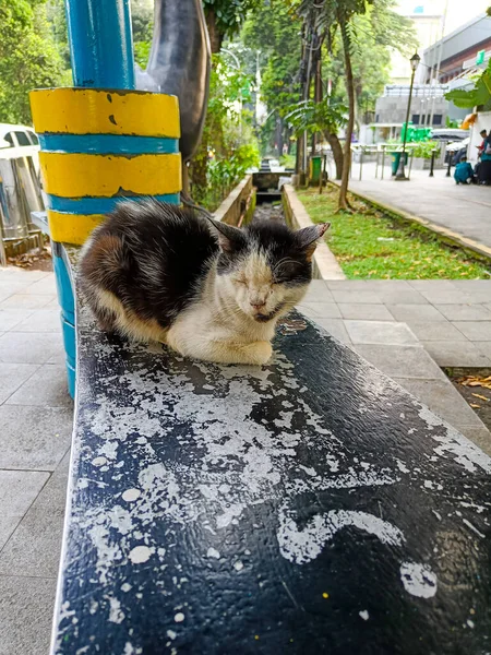 Little black and white cat sitting on the bench.