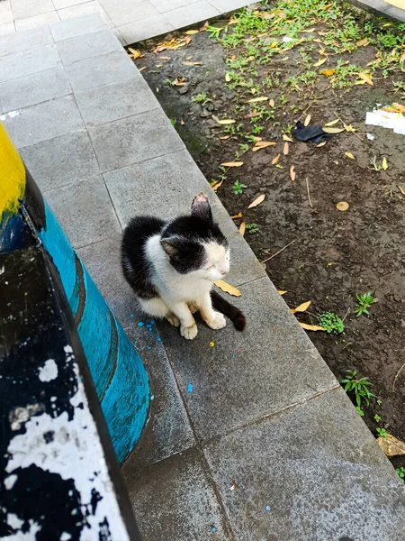 Little black and white cat sitting on the bench.