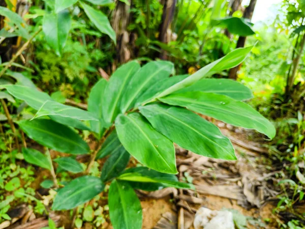 Ginger plant growing in the garden