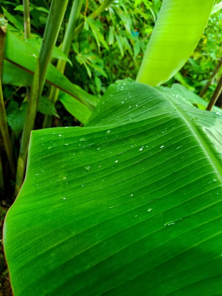 Drop of water on the banana leaf.