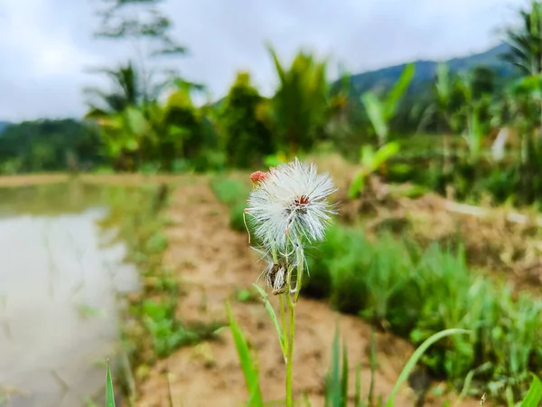 Gynura crepidioides plant blooming beside the rice field