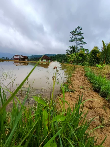 Gynura crepidioides plant blooming beside the rice field