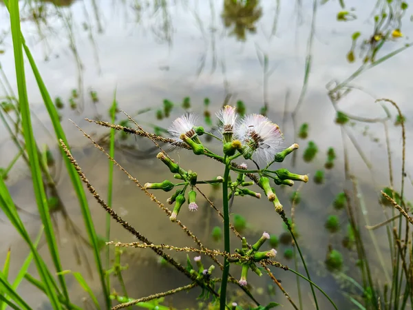 Gynura crepidioides plant blooming beside the rice field