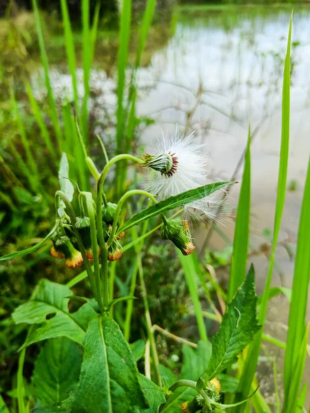 Gynura crepidioides plant blooming beside the rice field