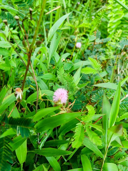Pink mimosa or touch-me-not flower blooming wildly.